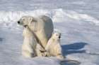 Norway, Svalbard. Polar bear mother and cubs on pack ice in Arctic Ocean. Art Print